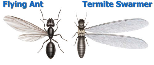 Ant Versus Termite